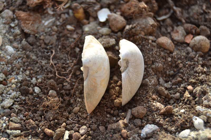 bivalve emiliano 8